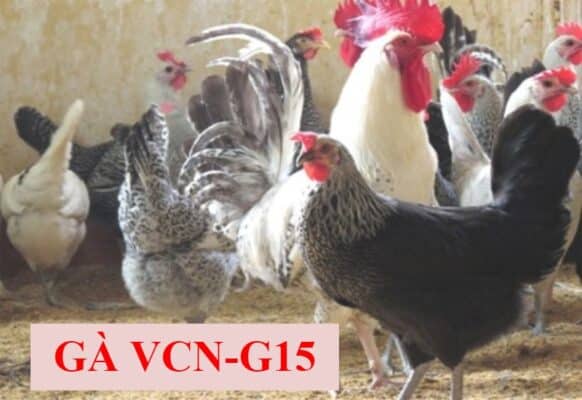 Tìm hiểu về giống gà vcn-g15 được lai tạo bởi Viện Chăn Nuôi