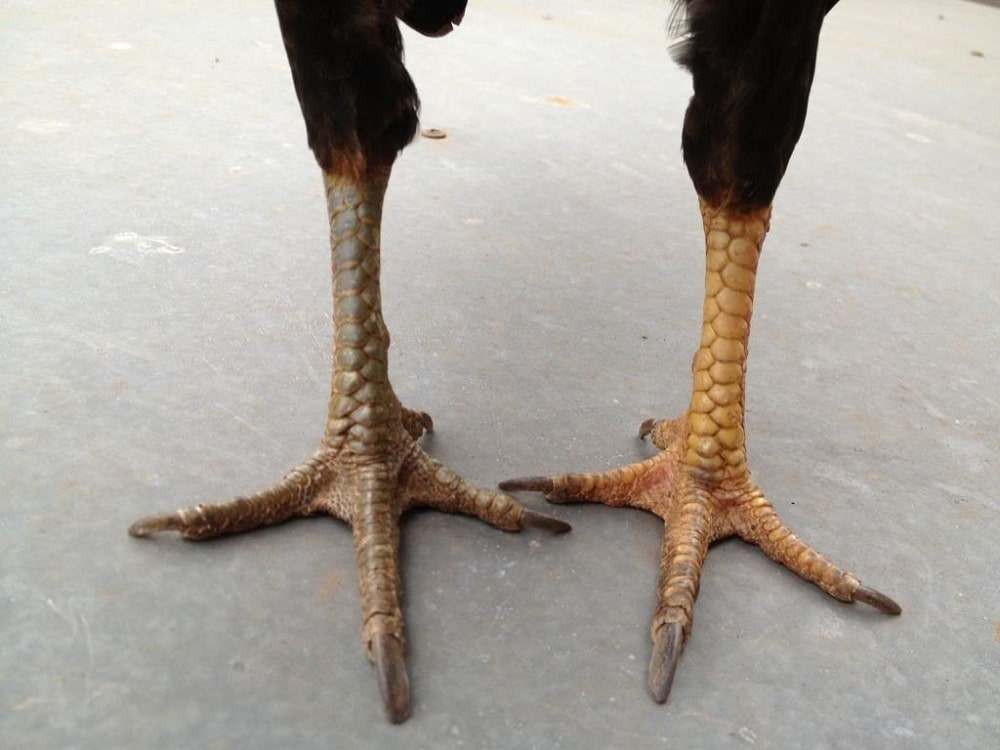 Những loại vảy đặc biệt quý hiếm hiện nay 