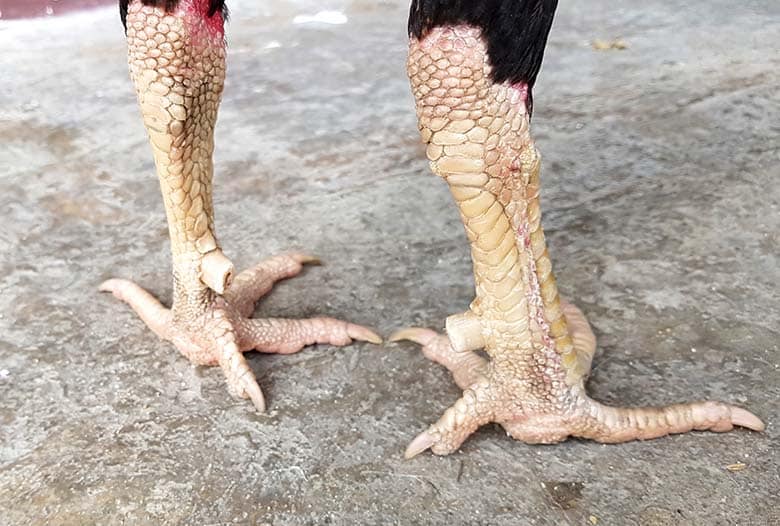 Điểm danh các loại vảy gà đang được quan tâm nhiều nhất 