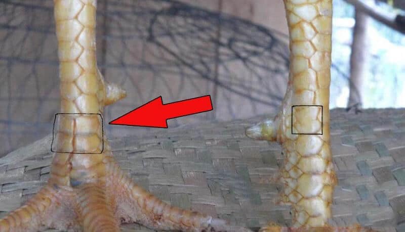 Giáp Vy Đao loại vảy quý hiếm từ các chú chiến kê 