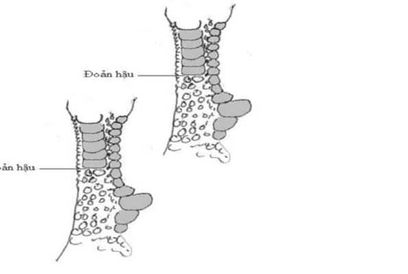 Hướng dẫn chi tiết cách nhận biết các loại vảy gà 