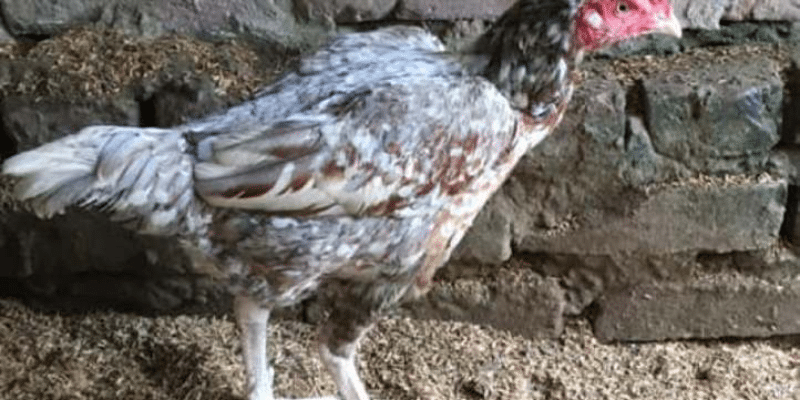 Hướng dẫn cách chữa gà bị đá mù mắt 1 Giới thiệu cách chưa gà bị đá mù mắt