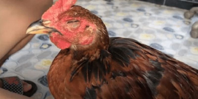 Hướng dẫn cách chữa gà bị đá mù mắt 2 Cách chữa gà bị đá mù mắt