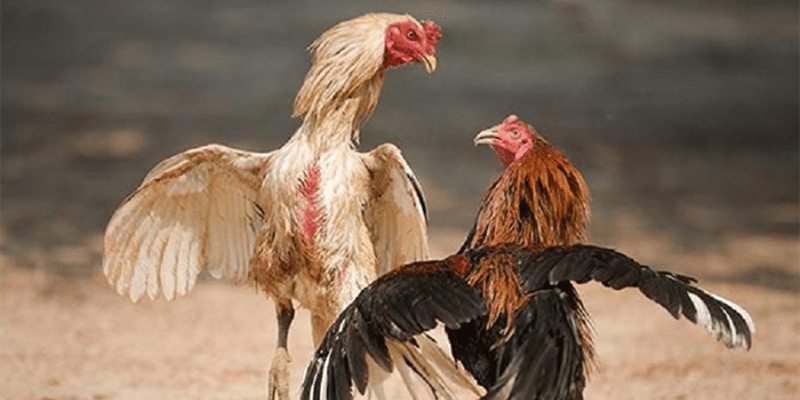 chế độ dinh dưỡng là cách để gà đá chiến