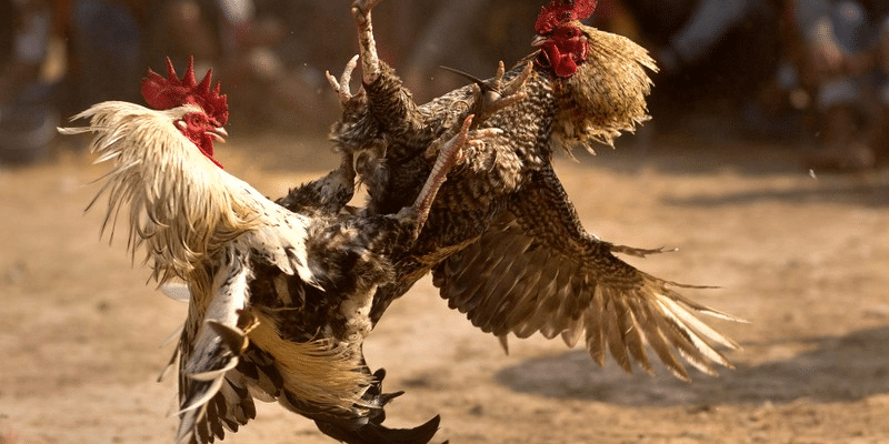 Trong khoảng thời gian 1 tháng, bạn có thể xen kẽ các buổi vần hơi cho gà đá.