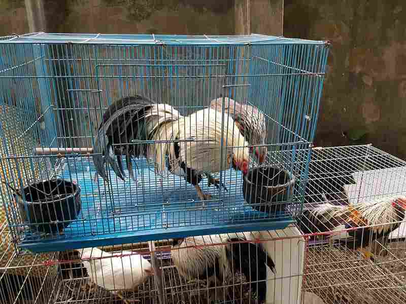 mẫu chuồng gà tre đẹp