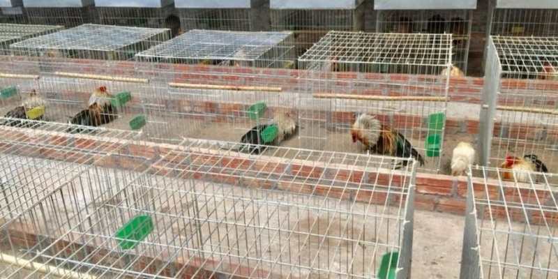 Lưu ý khi làm chuồng gà