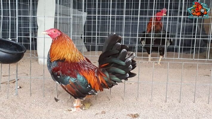 Những thông tin chính giới thiệu về giống gà kelso doc