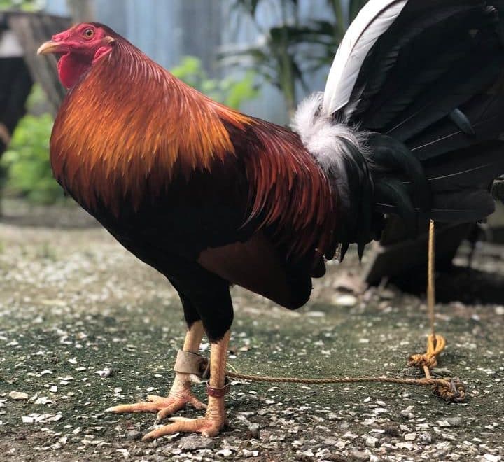 Tìm hiểu về nguồn gốc xuất xứ của giống gà kelso doc