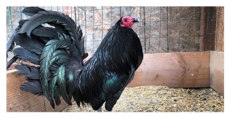 Một vài giống gà kelso doc đang được ưa chuộng 