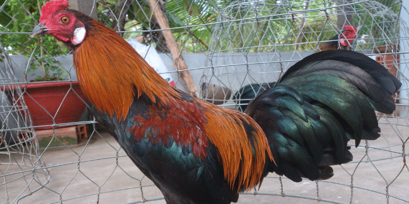 Gà lông voi và những điều bạn nên biết về giống gà lạ này 1 Giới thiệu gà lông voi