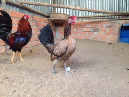 Những thông tin chính giới thiệu về giống gà mái bổn dữ 