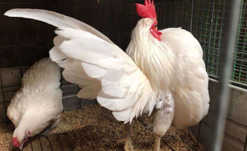 Cách nuôi gà Serama đẹp