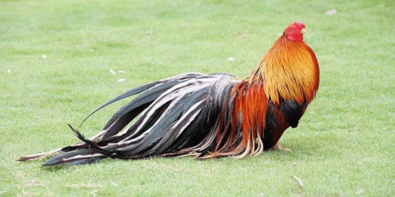 Các chiến kê tía chân vàng nổi tiếng