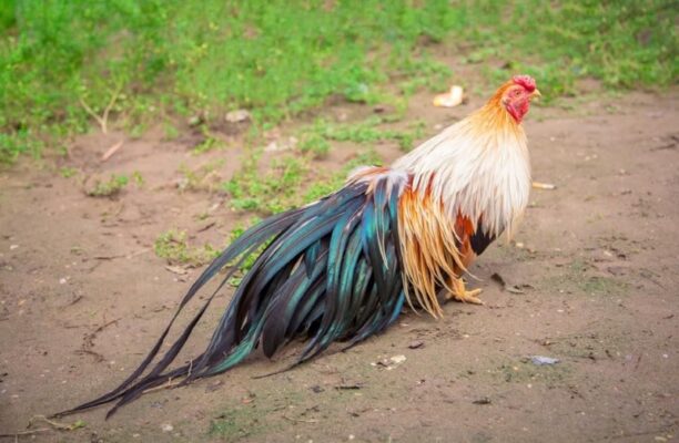 Ngoại hình bắt mắt của gà tre nước ta