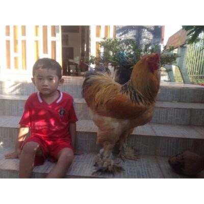 Ngoại hình khổng lồ của gà brahma