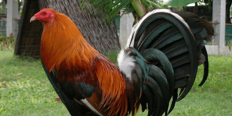 Giới thiệu gà tre Kelso 