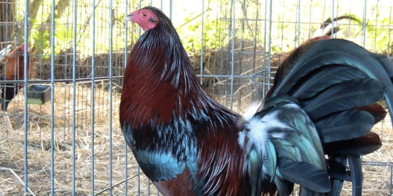 Đặc điểm gà tre Kelso 