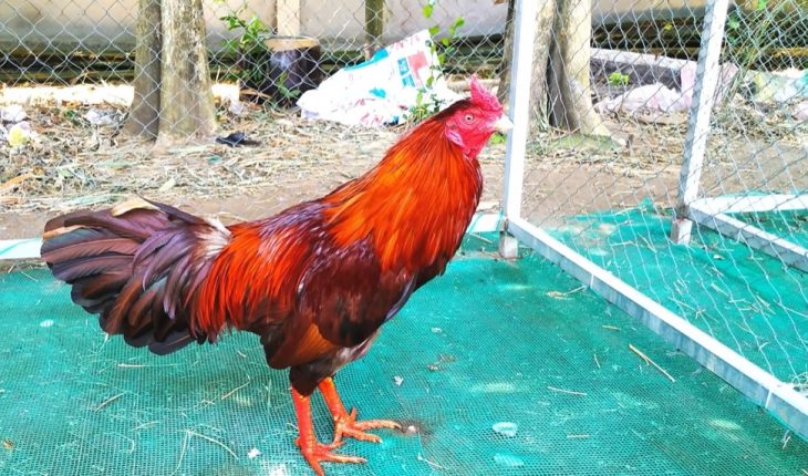 Kỹ thuật đổ gà đá chiếm vai trò quan trọng 