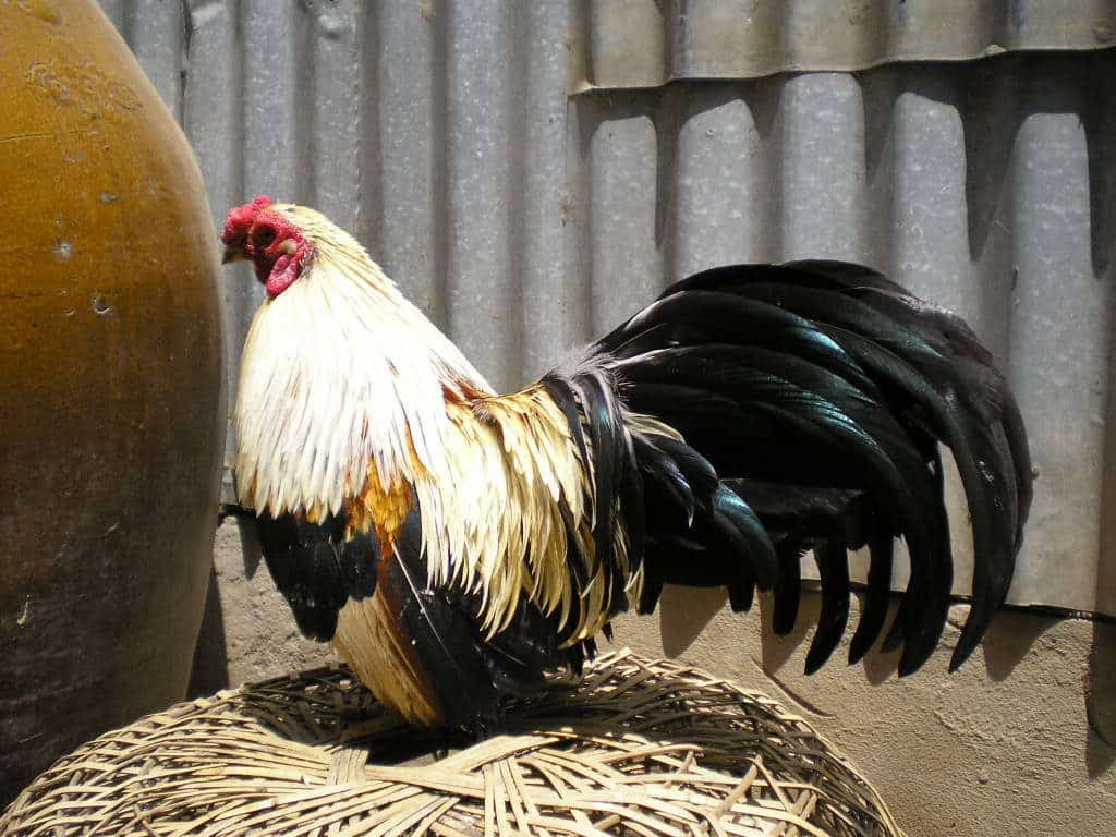 Hướng dẫn chăm sóc gà con sau khi lai tạo 