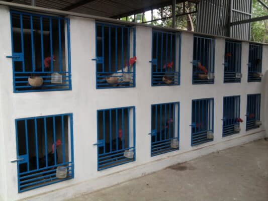 Mẫu chuồng gà đẹp chắc chắn dành cho anh em sư kê 