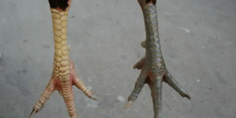 Giới thiệu gà thư hùng kê 