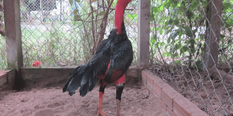 Gà thư hùng kê được đánh giá cao với những ưu điểm nội trội 