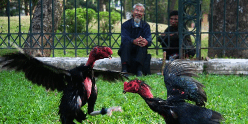 Gà thư hùng kê 