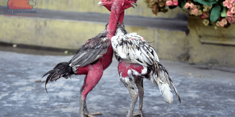 Sử dụng thuốc tăng bo cho gà đá với liều lượng phù hợp 