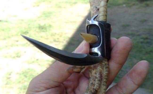 Tư vấn size cựa gà đá dành cho anh em sư kê 