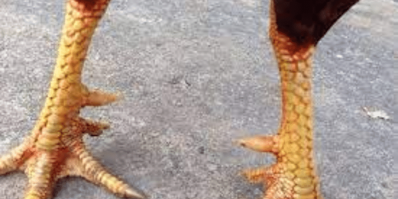 Vảy gà tốt là như thế nào?