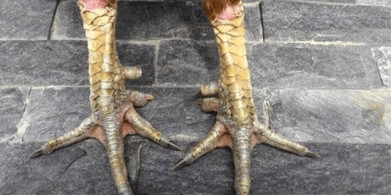 Các loại vảy gà tốt 