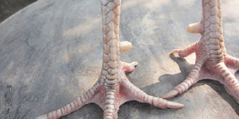 Vảy gà tốt cho anh em sư kê 