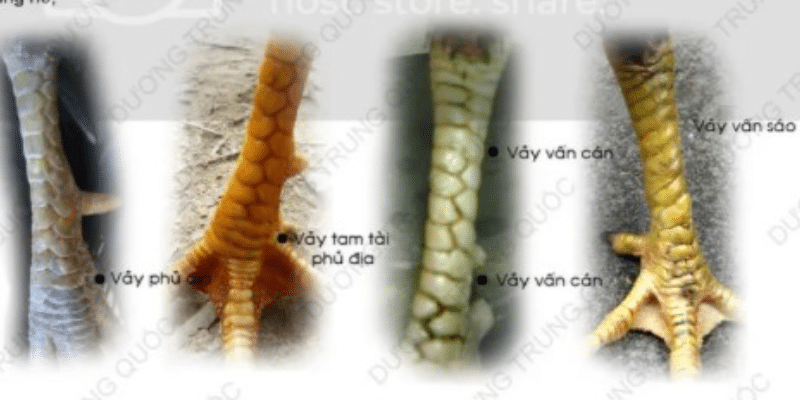 Các loại vảy kích giáp phổ biến 