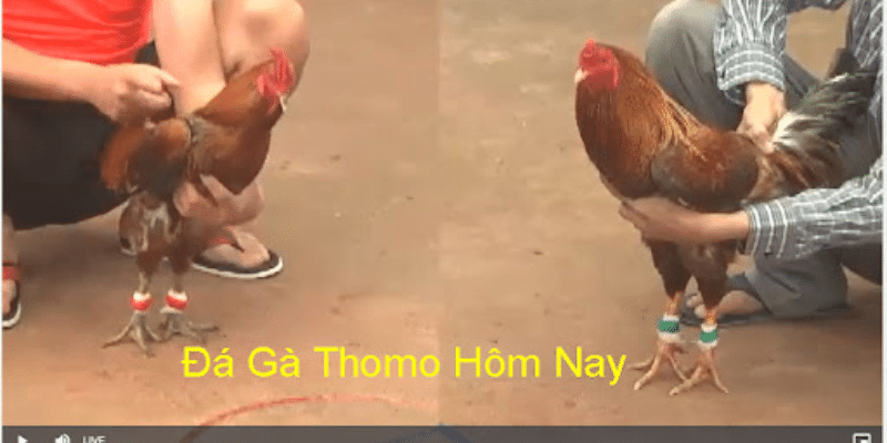 Xem da ga thomo tại VN138