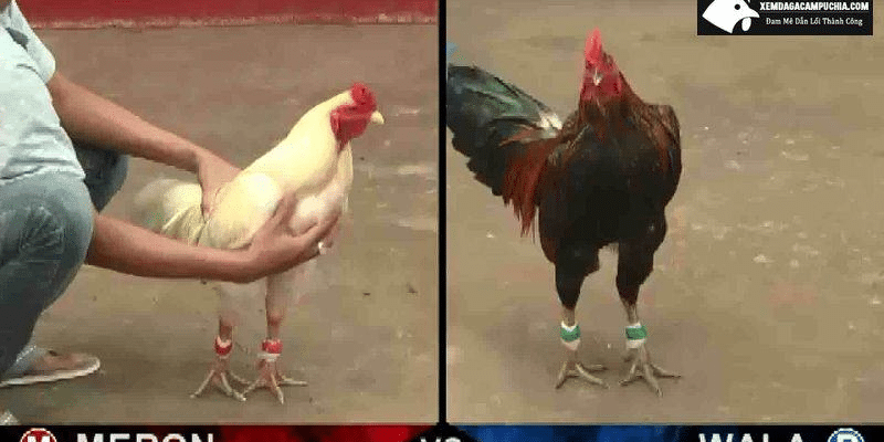 Xem da ga thomo tại BJ88 