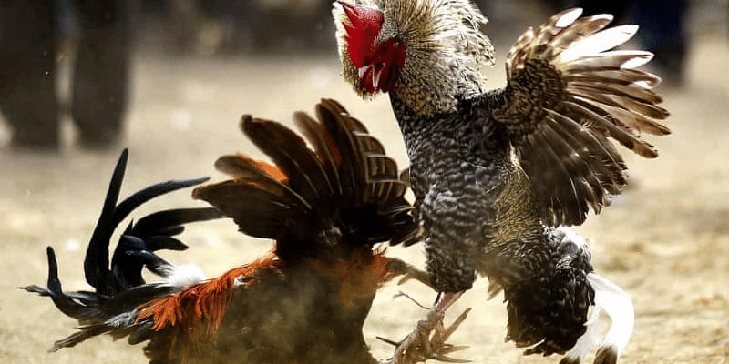 Xem gà chọi đá như thế nào?