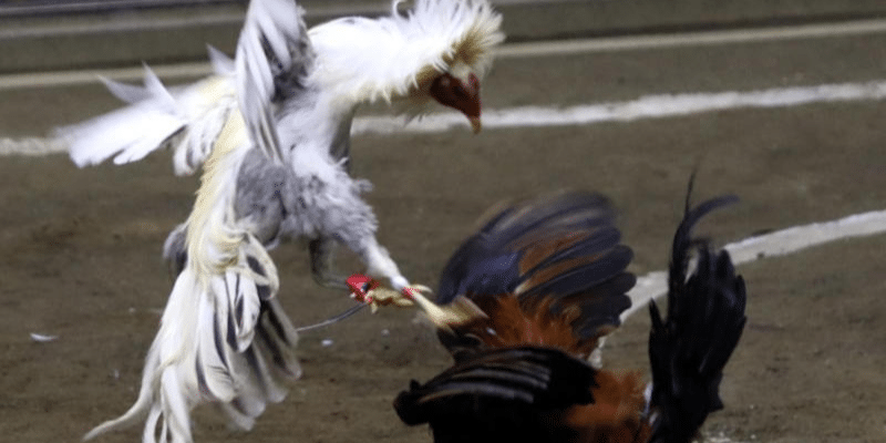 Cách xem gà chọi đá