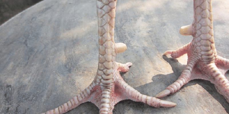 Xem vảy gà đá 