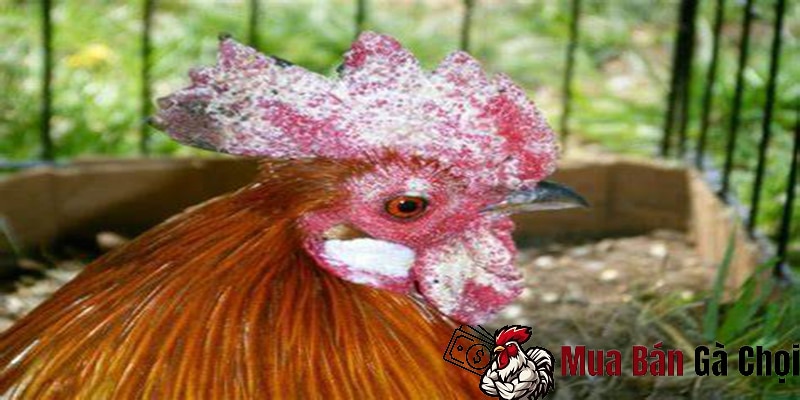 Nguyên nhân dẫn đến bệnh mốc của gà