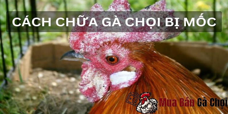 cách chữa mốc cho gà chọi