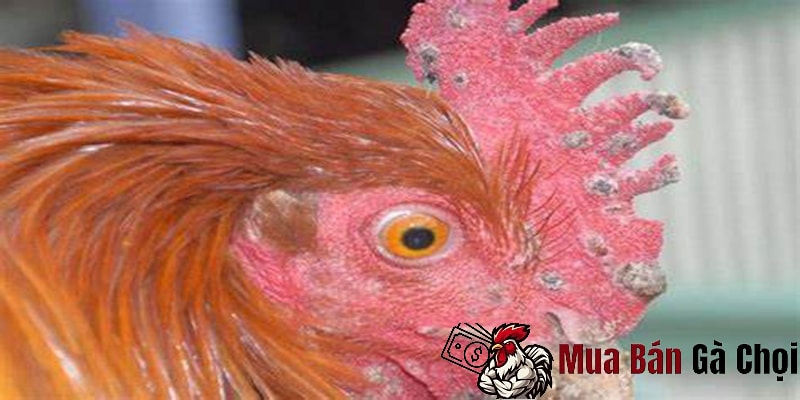 Biện pháp phòng tránh bệnh mốc cho gà