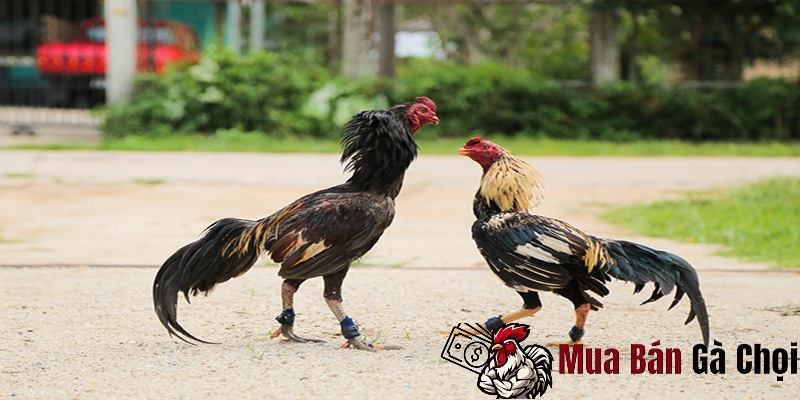 Bí quyết chân gà khỏe mạnh