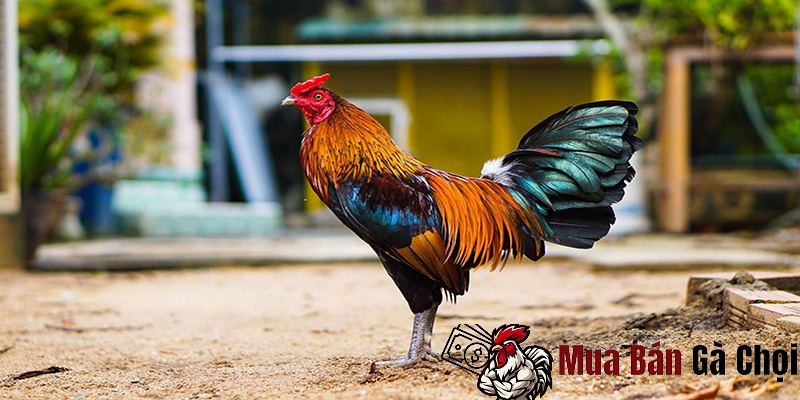 Cách Nuôi Gà Đá Chân Mạnh: Bí Quyết Tăng Cường Sức Mạnh Cho Gà Đá 1 Cách lựa giống gà khỏe