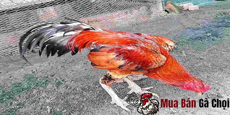 Cách Nuôi Gà Đá Chân Mạnh: Bí Quyết Tăng Cường Sức Mạnh Cho Gà Đá 2 Tập luyện và dinh dưỡng