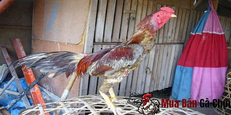 Cách Nuôi Gà Đá Chân Mạnh: Bí Quyết Tăng Cường Sức Mạnh Cho Gà Đá 3 Môi trường sống cho gà