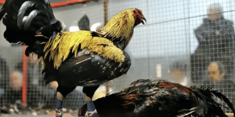 Bí quyết đá gà mạng thắng lớn 