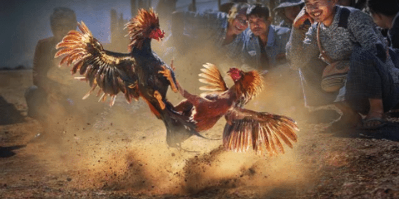 Cách đá gà mạng là gì?