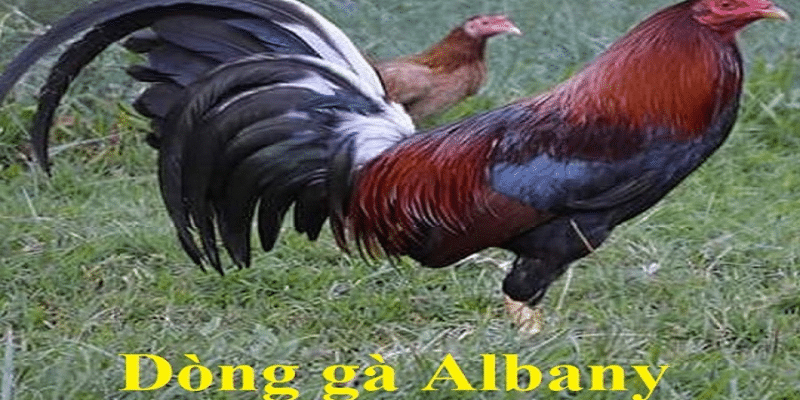 Dòng gà Albany