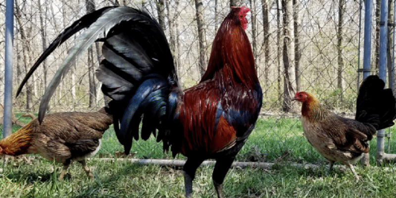 Cách chăm sóc gà Albany hiệu quả